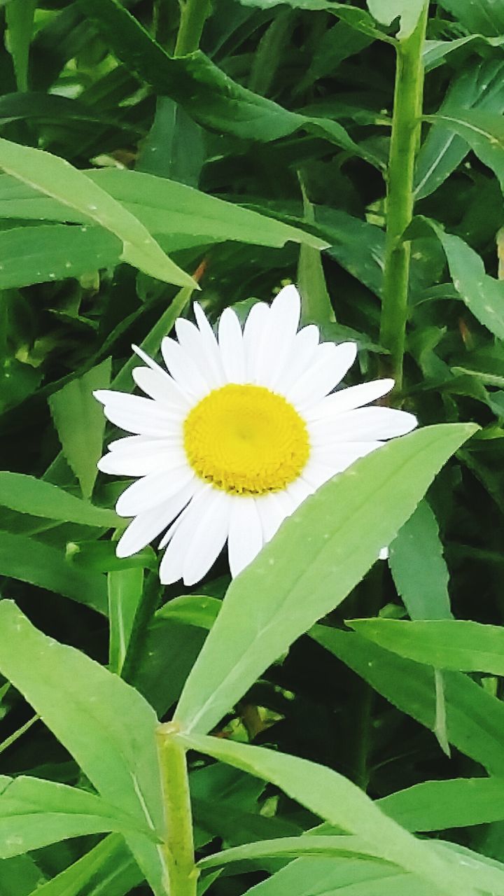 CLOSE-UP OF YELLOW FLOWERS