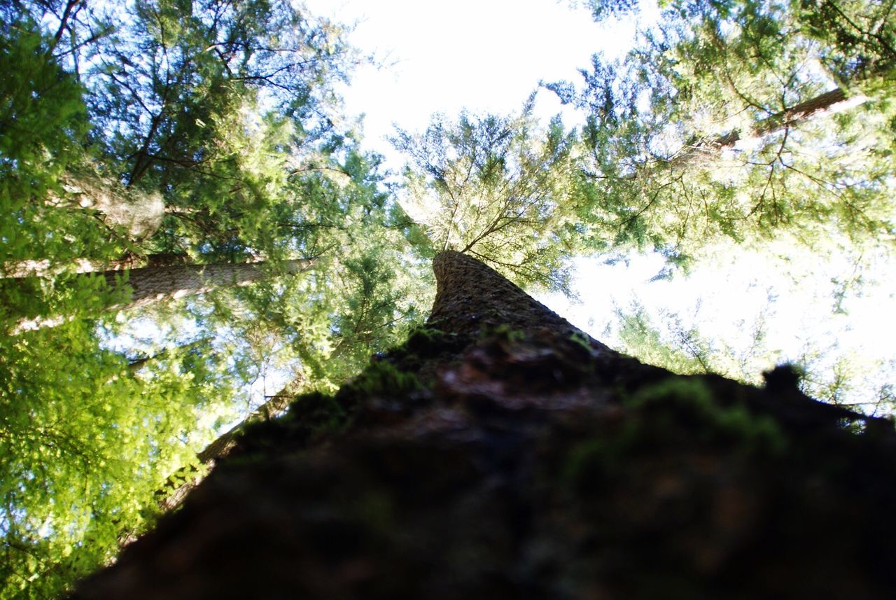 LOW ANGLE VIEW OF TREES IN FOREST