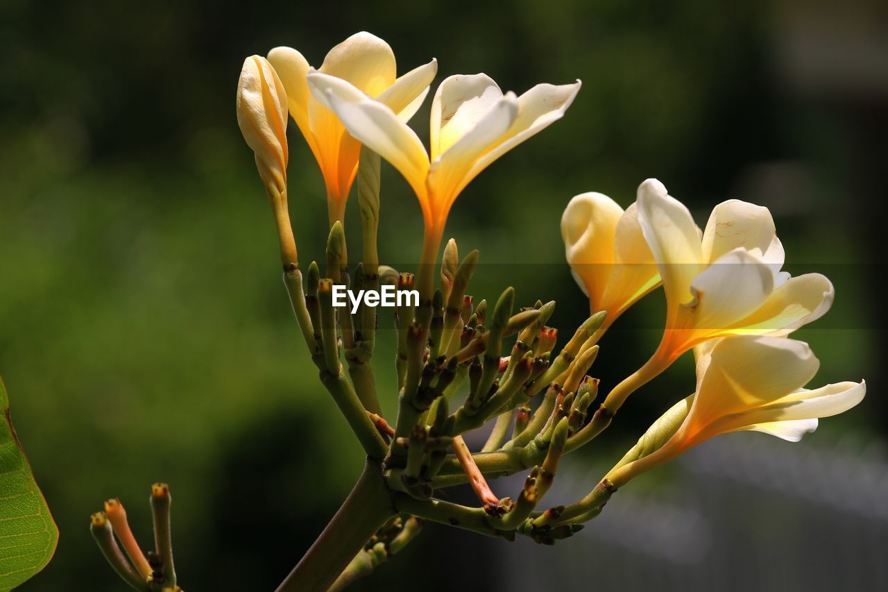 Close-up of yellow flowers blooming outdoors