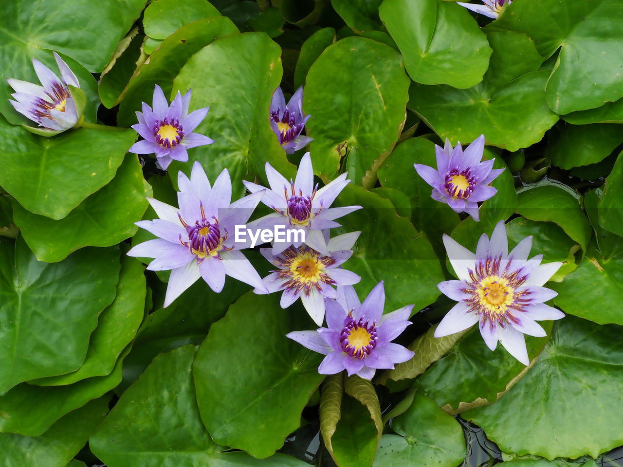 CLOSE-UP OF PURPLE FLOWERING PLANT