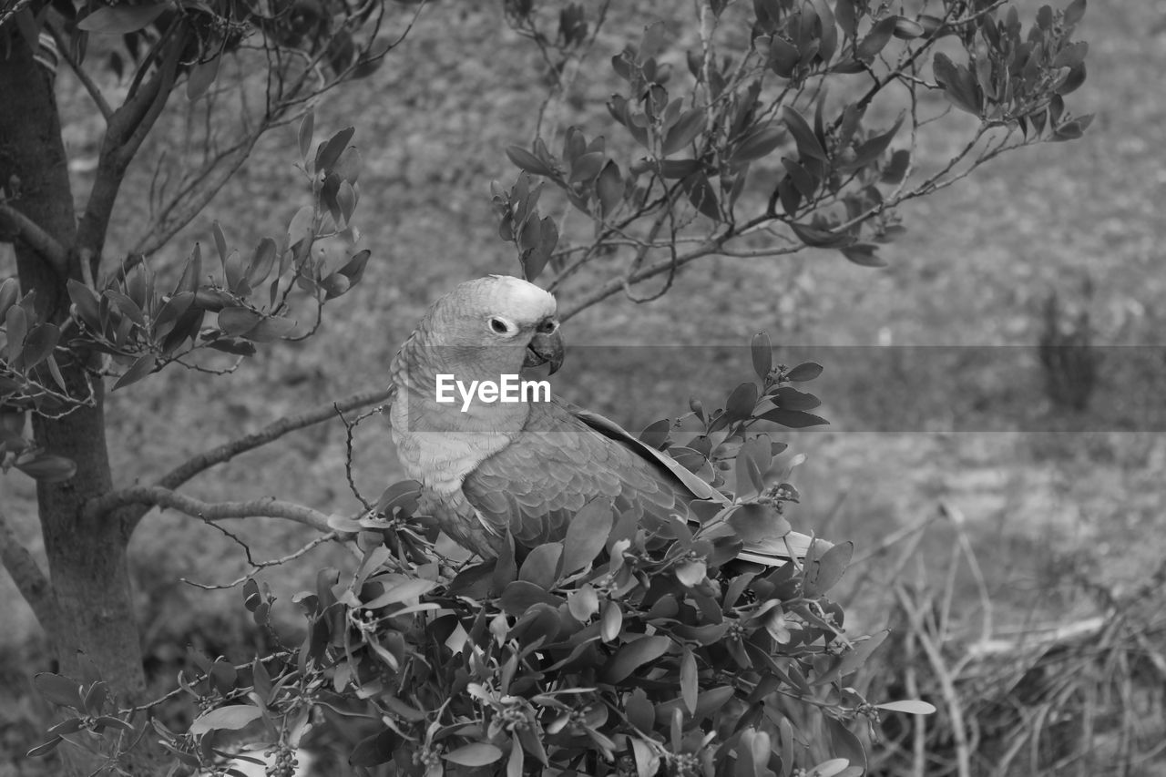 High angle view of parrot perching on branch