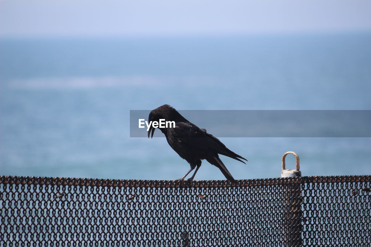 BIRD PERCHING ON THE SEA