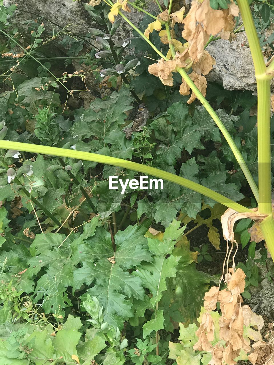CLOSE-UP OF FRESH PLANTS