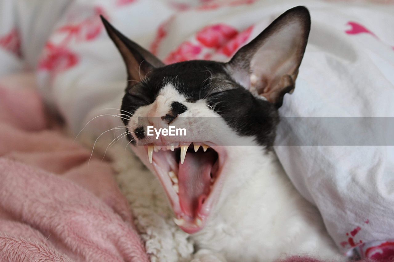 Cornish rex cat yawning 