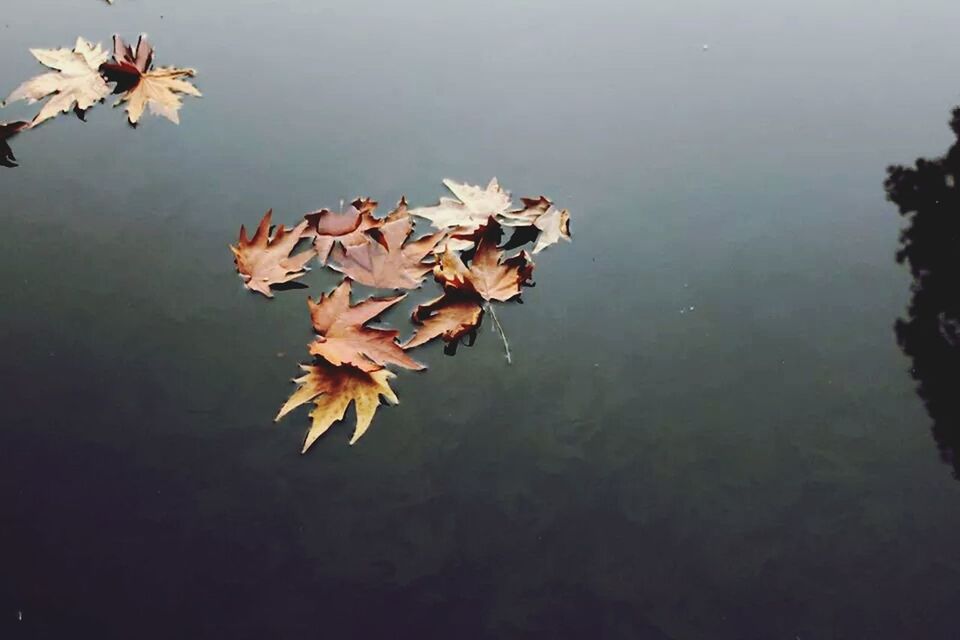 Close-up of dry leaves in water