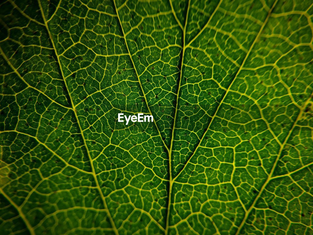 Full frame shot of green leaf