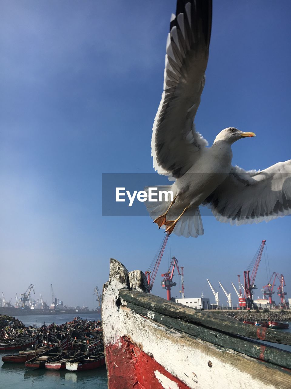 Seagull flying over sea against sky