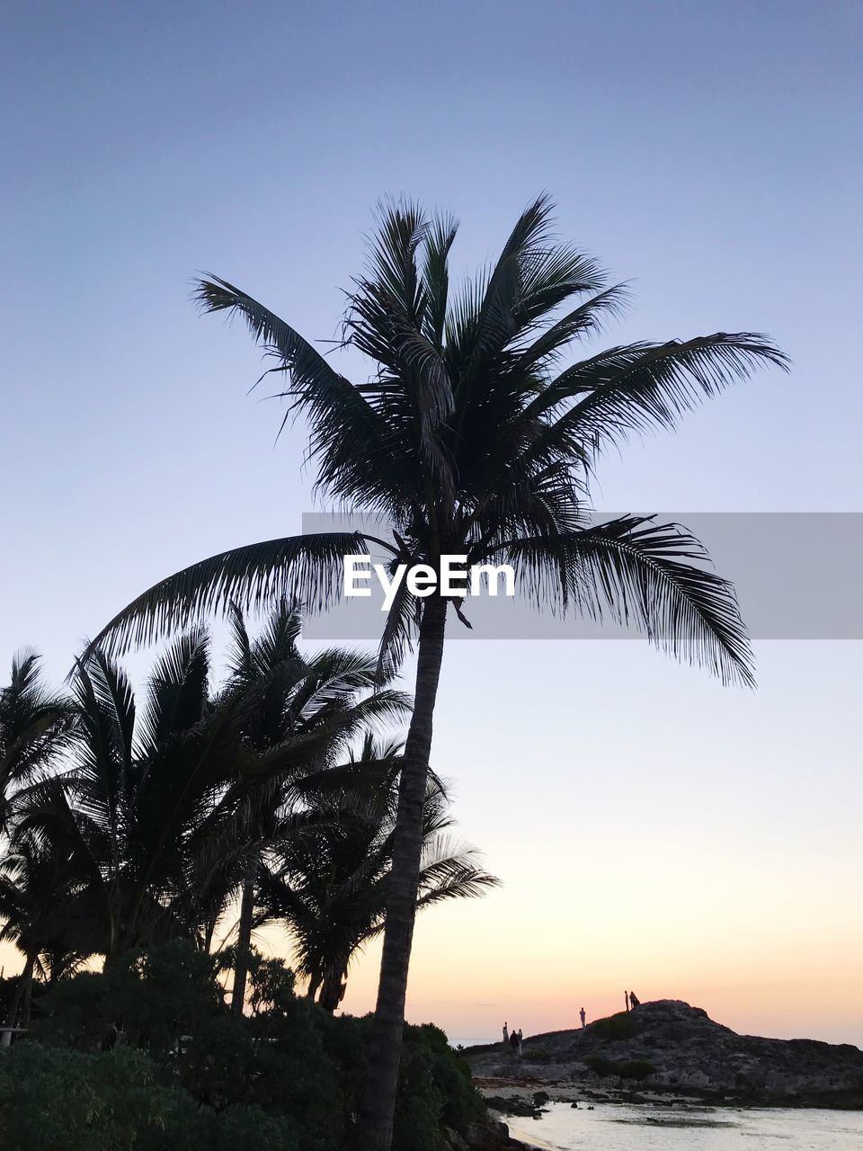 LOW ANGLE VIEW OF COCONUT PALM TREES AGAINST SKY