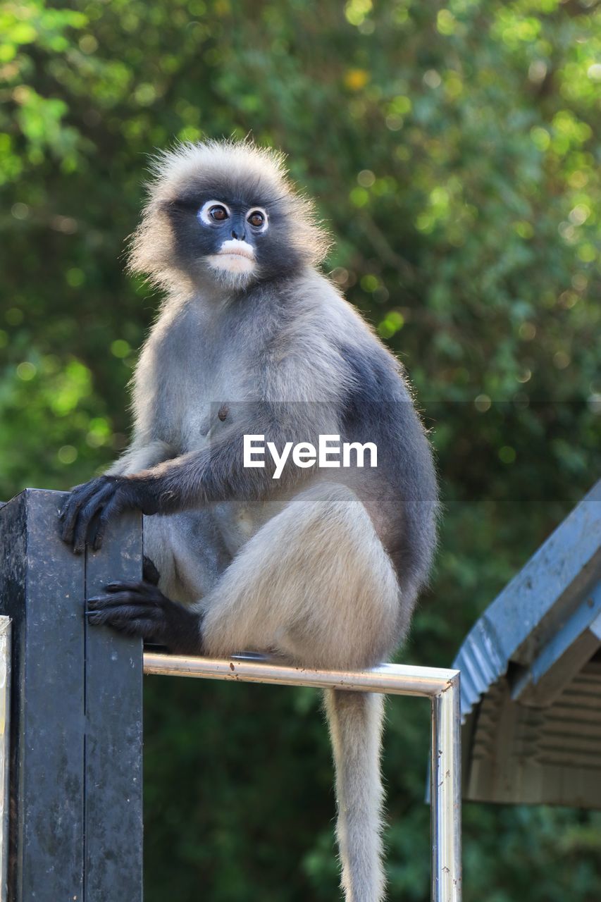 PORTRAIT OF MONKEY SITTING ON TREE