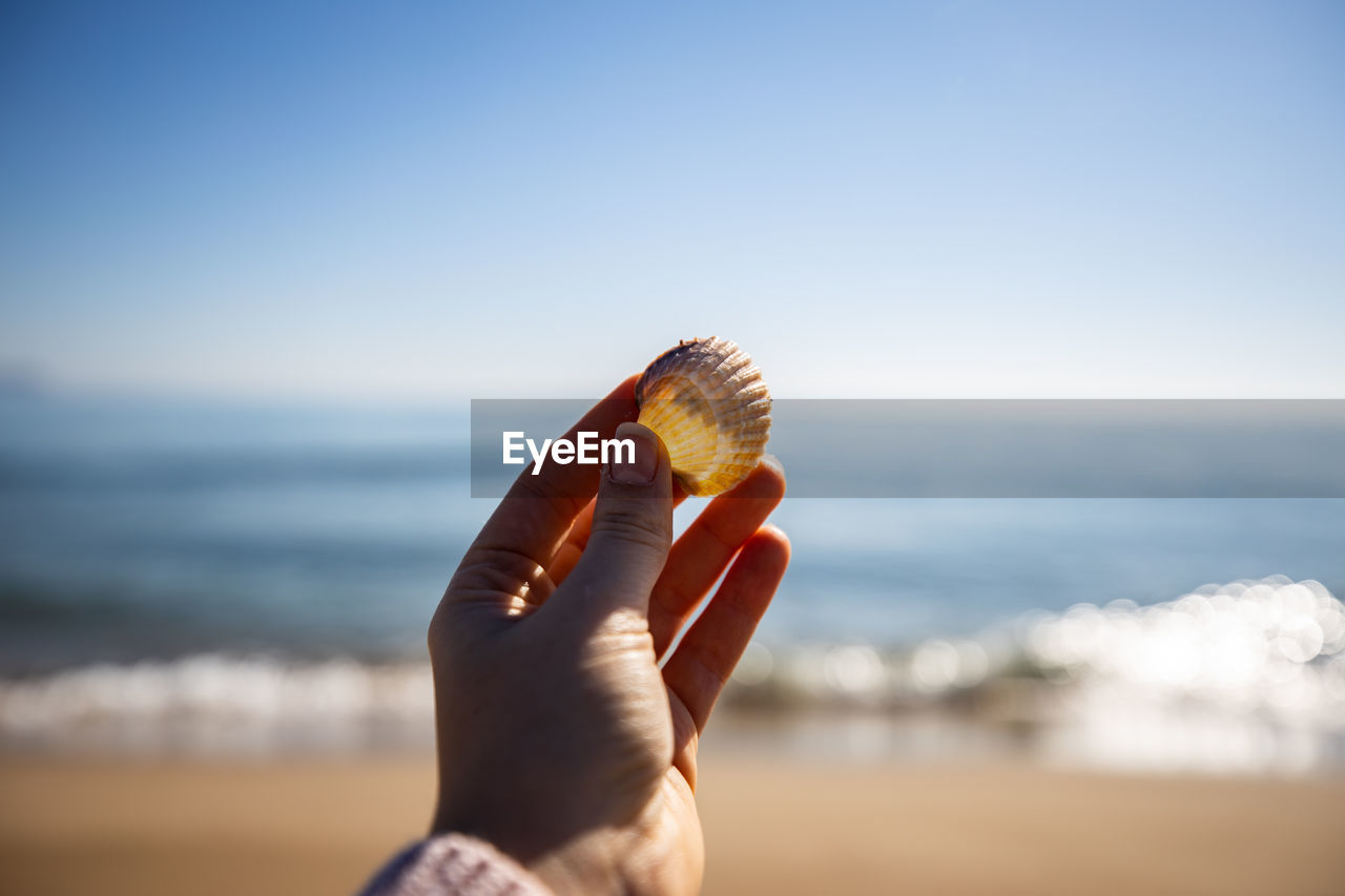 CLOSE-UP OF HAND HOLDING SEASHELL IN SEA