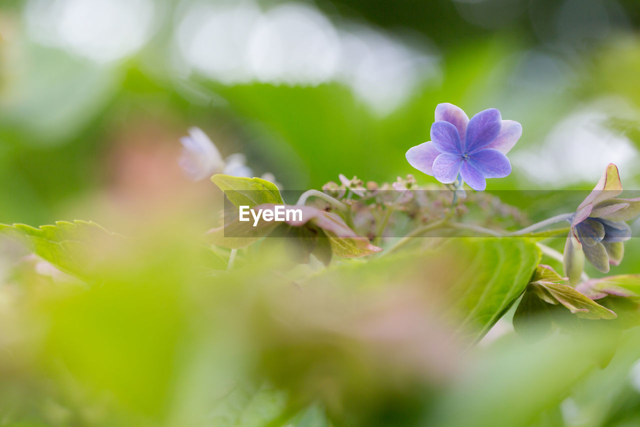 plant, green, flower, flowering plant, nature, blossom, beauty in nature, macro photography, close-up, freshness, selective focus, plant part, leaf, wildflower, summer, environment, springtime, growth, sunlight, no people, outdoors, social issues, environmental conservation, petal, fragility, purple, landscape, grass, land, defocused, flower head, field, branch, botany, meadow, multi colored, tree, food and drink, food, plain, agriculture, macro, flowerbed, vegetable, inflorescence, day, front or back yard, garden, gardening, travel