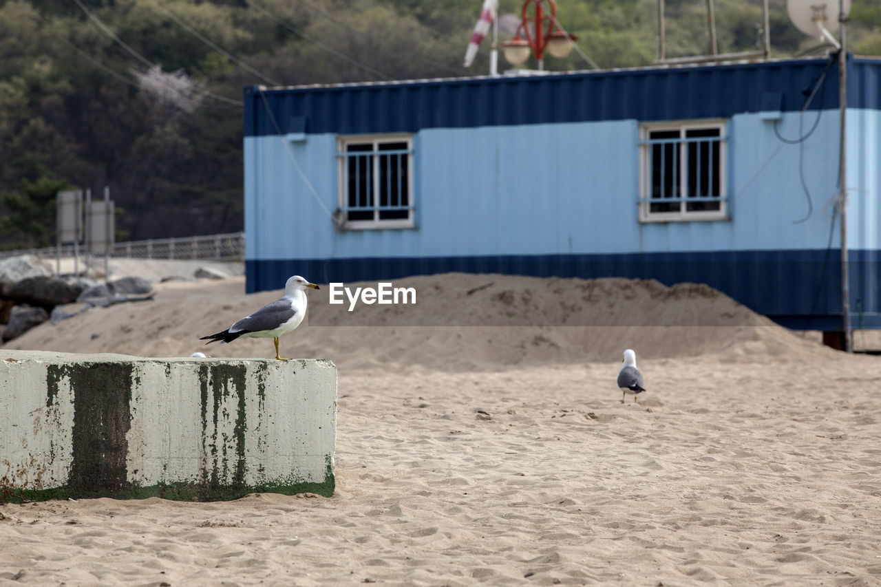 Low angle view of seagulls at beach