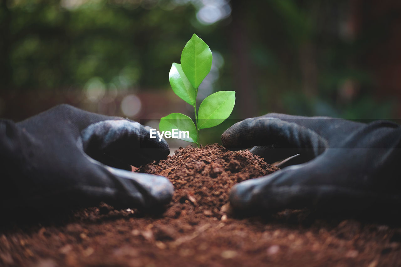 Close-up of hand gardening