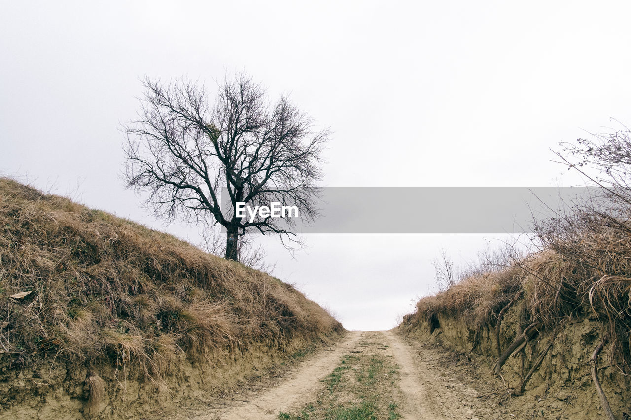 BARE TREE ON FIELD AGAINST SKY