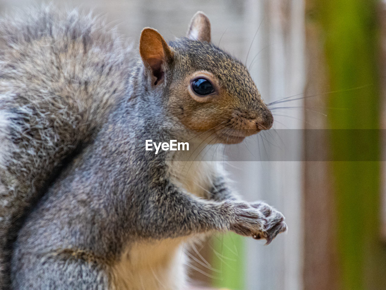 Close-up of squirrel