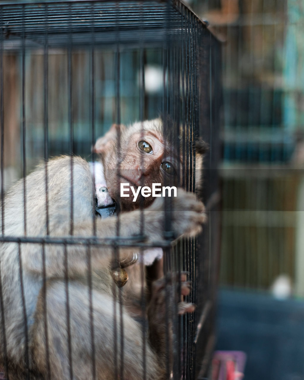 Portrait of monkey  in cage and look at her eyes.