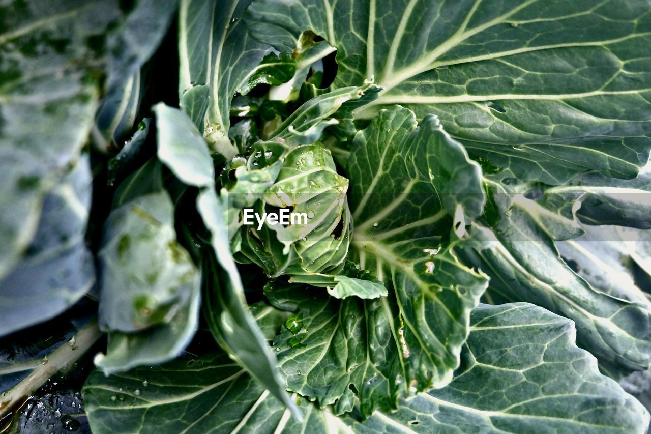 Close-up of fresh green cabbage