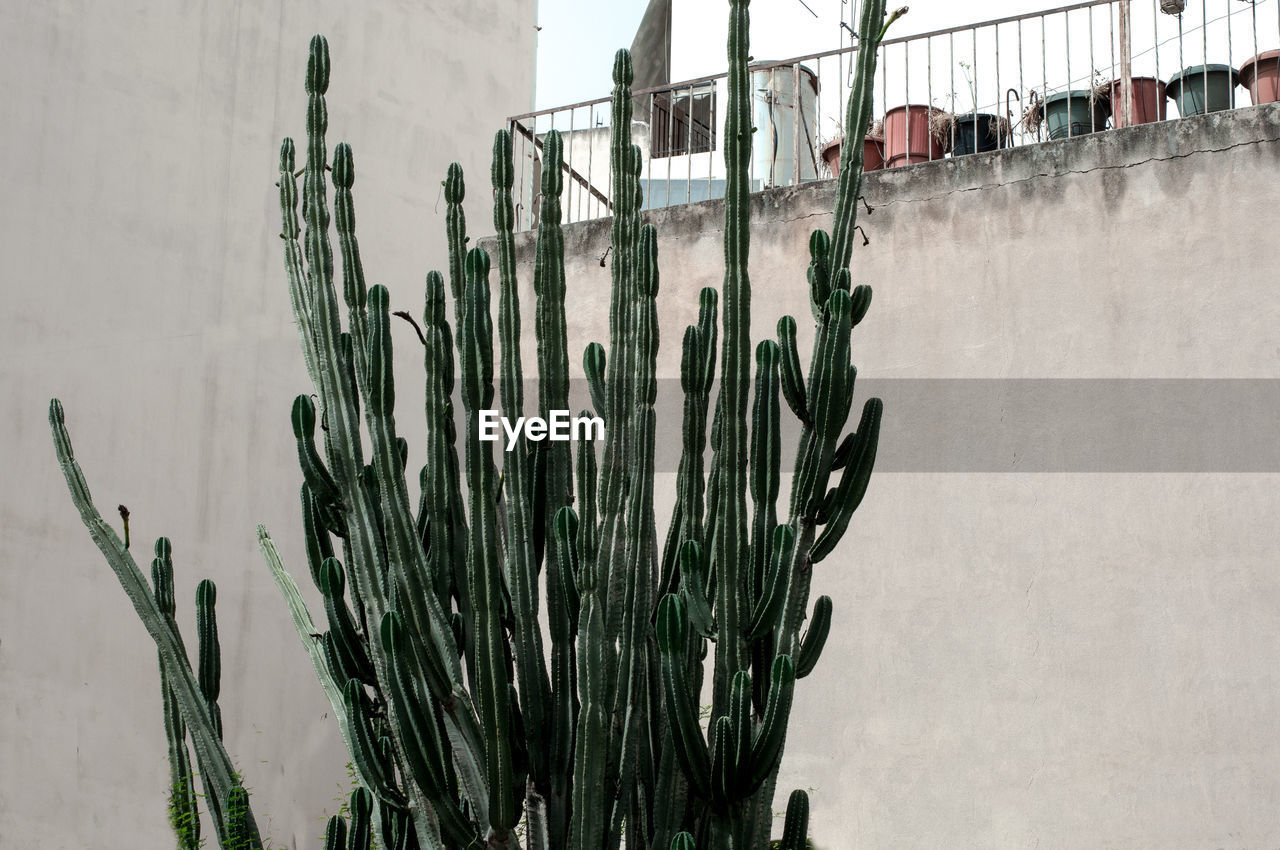 Close-up of cactus plant against wall