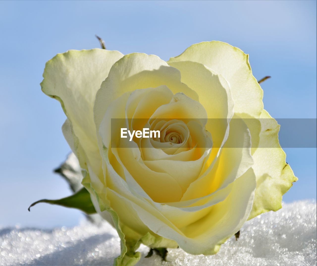 yellow, flower, flowering plant, rose, beauty in nature, plant, nature, petal, garden roses, freshness, inflorescence, flower head, close-up, fragility, no people, white, macro photography, outdoors, blossom, day, blue, springtime