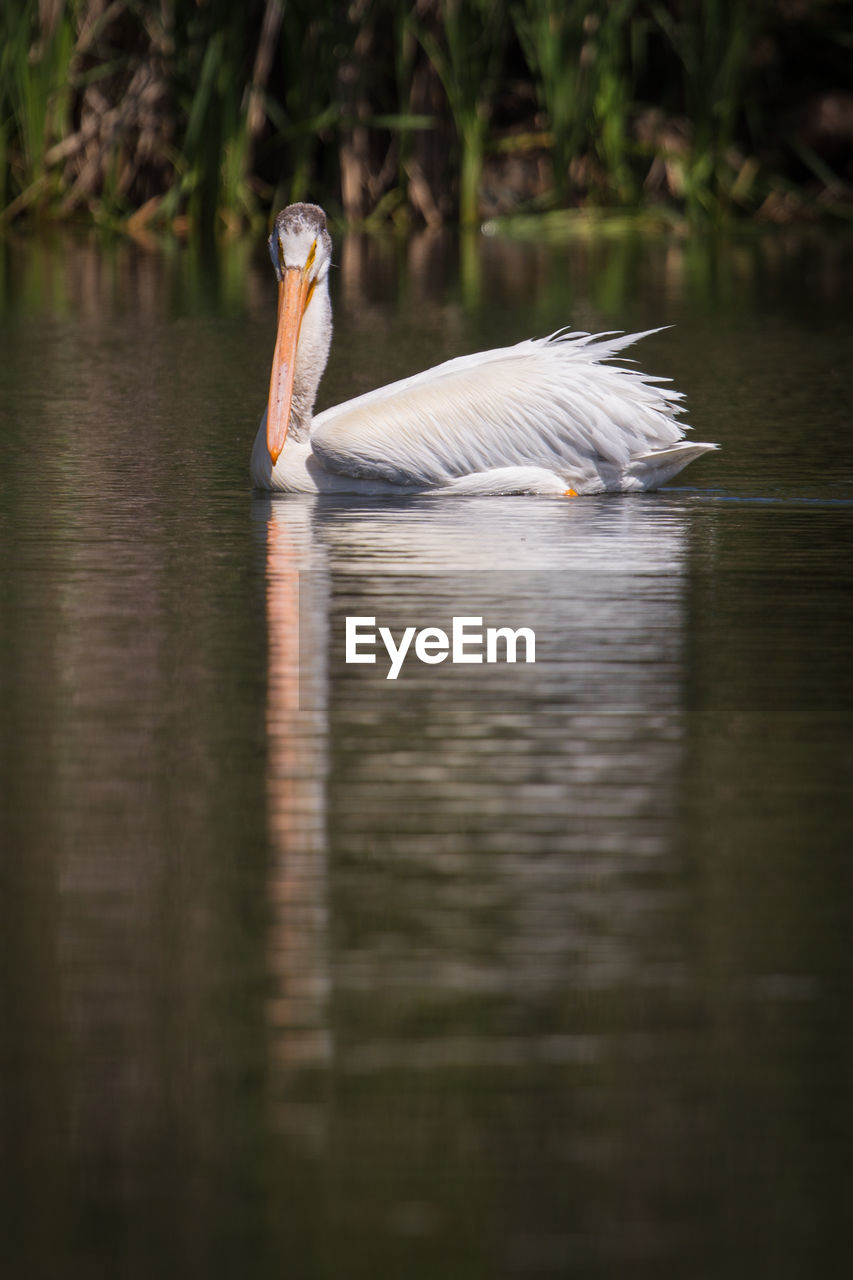 SWAN SWIMMING IN LAKE