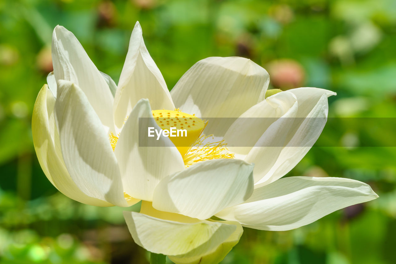 Close-up of white flowering plant