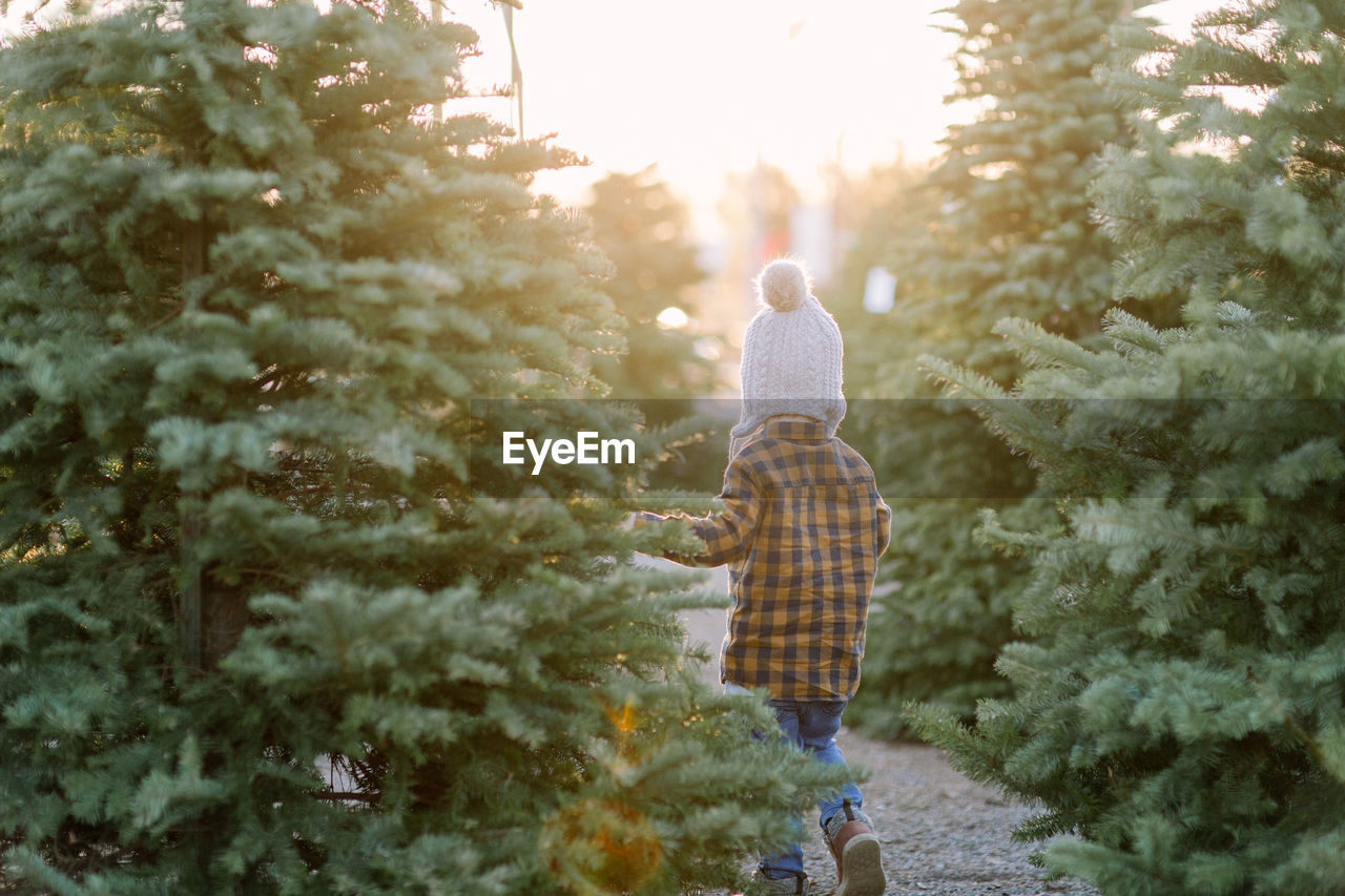 Young boy walking in christmas trees at sunset