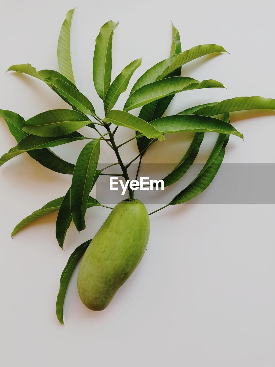 Directly above shot of green plant against white background