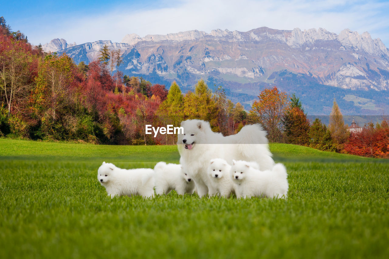 WHITE DOG ON GRASSY FIELD