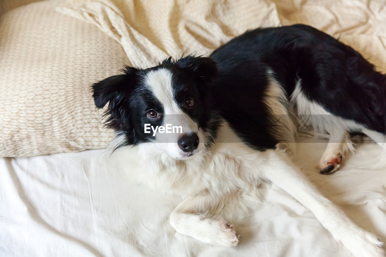 HIGH ANGLE VIEW PORTRAIT OF DOG LYING ON BED