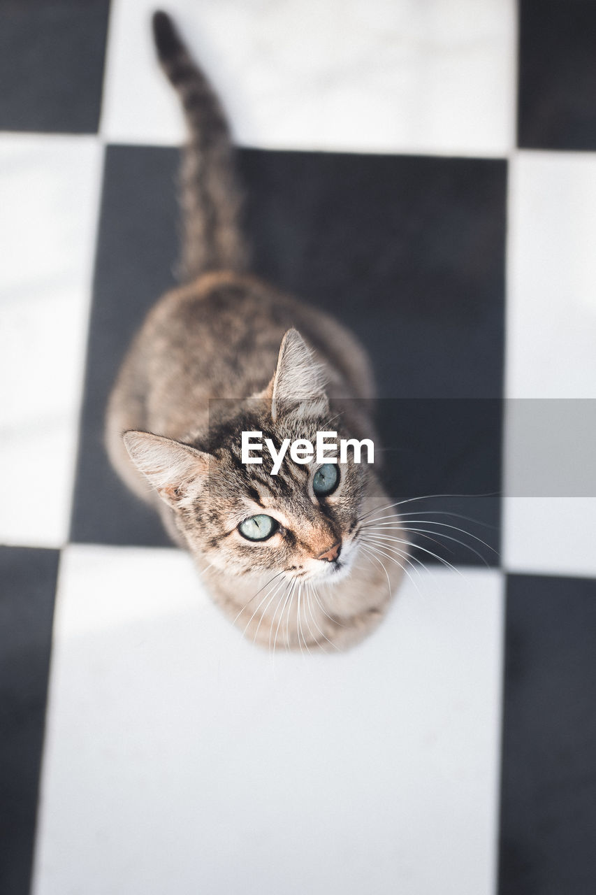 HIGH ANGLE PORTRAIT OF TABBY CAT ON FLOOR