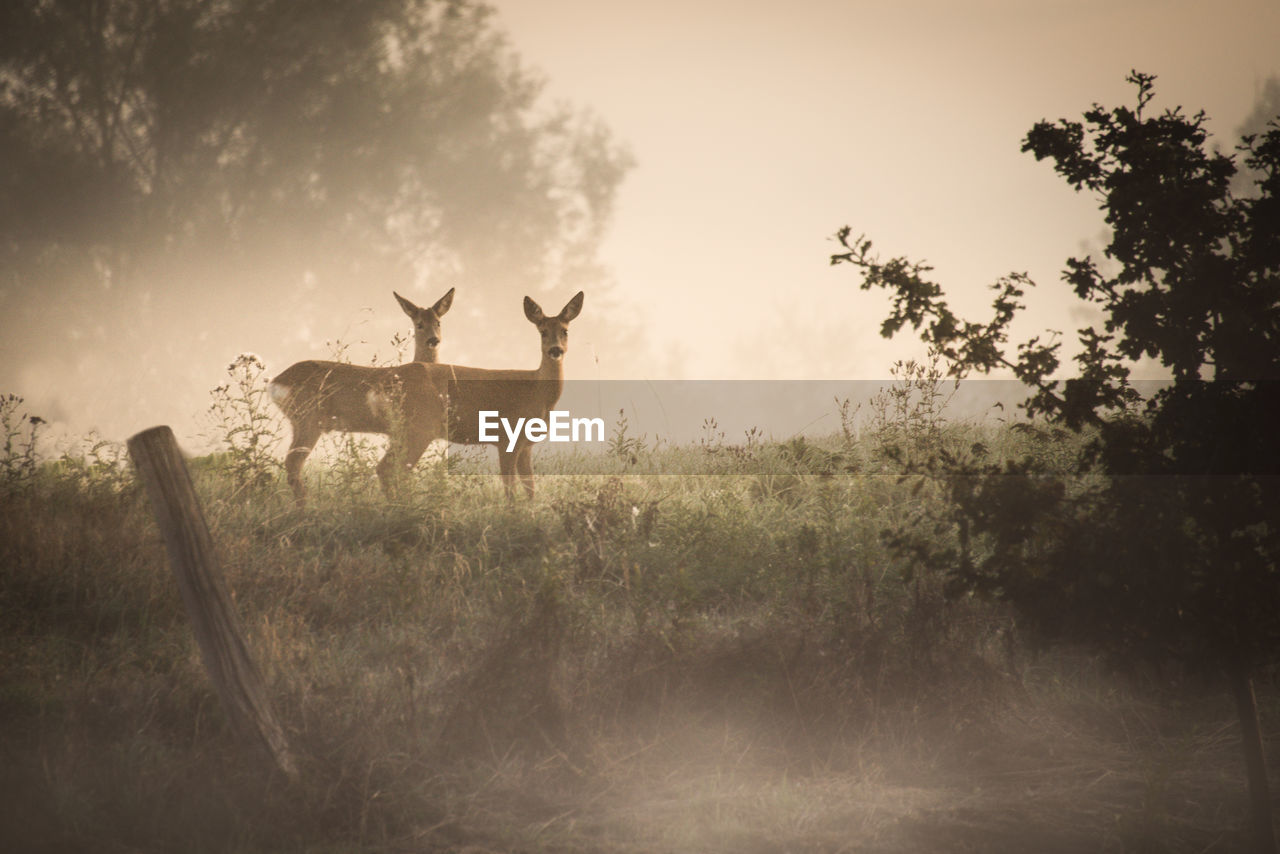 Portrait of deer standing on land