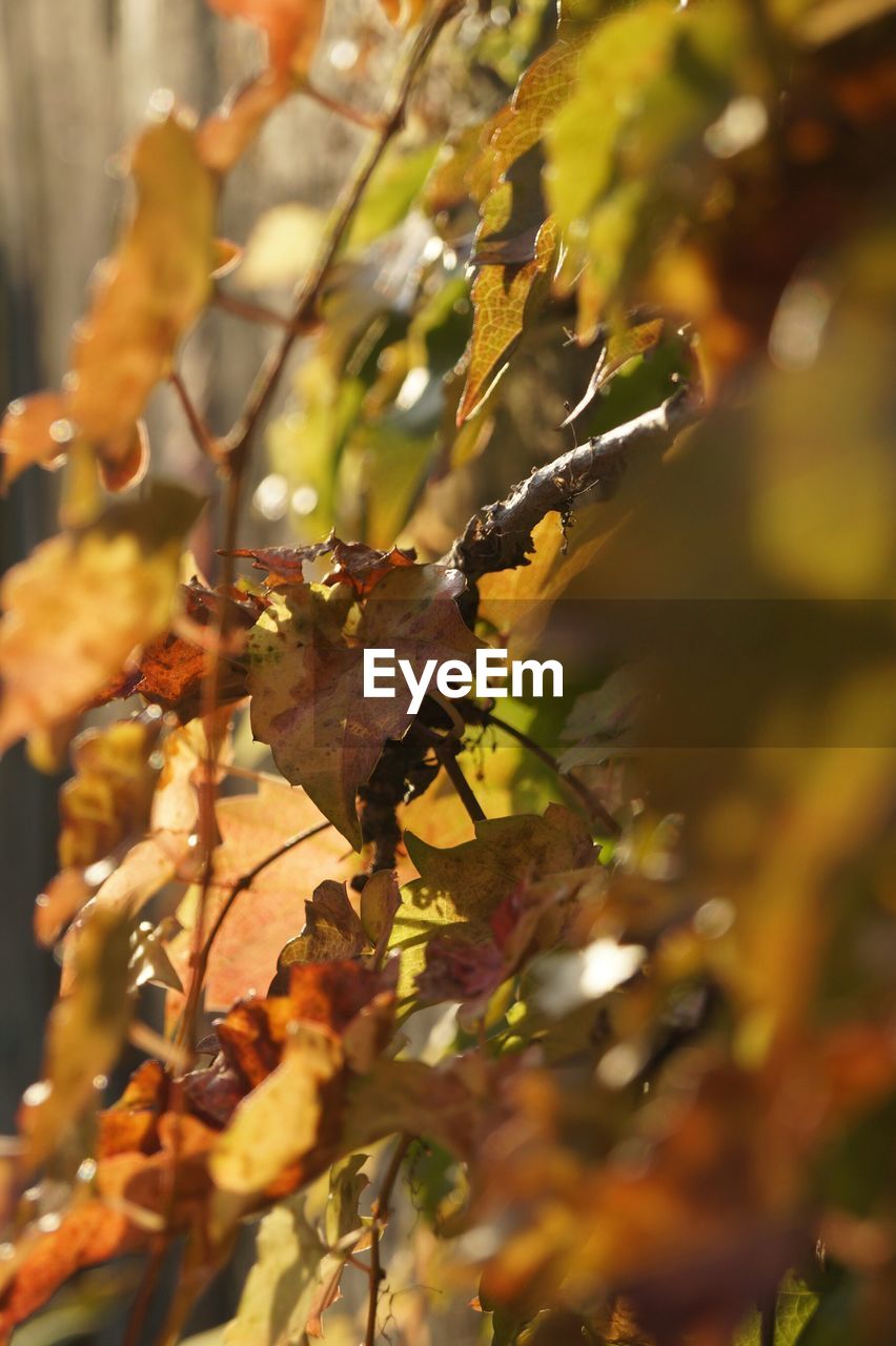 CLOSE-UP OF LEAVES ON TWIG