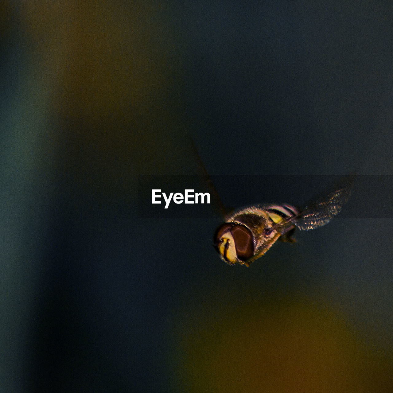 Close-up of bee against blurred background