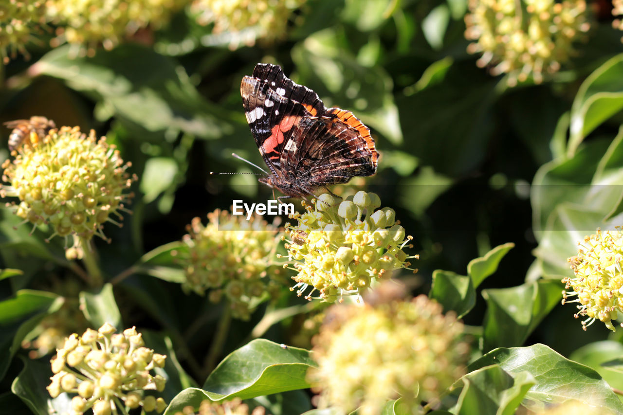 Butterfly on flower bud