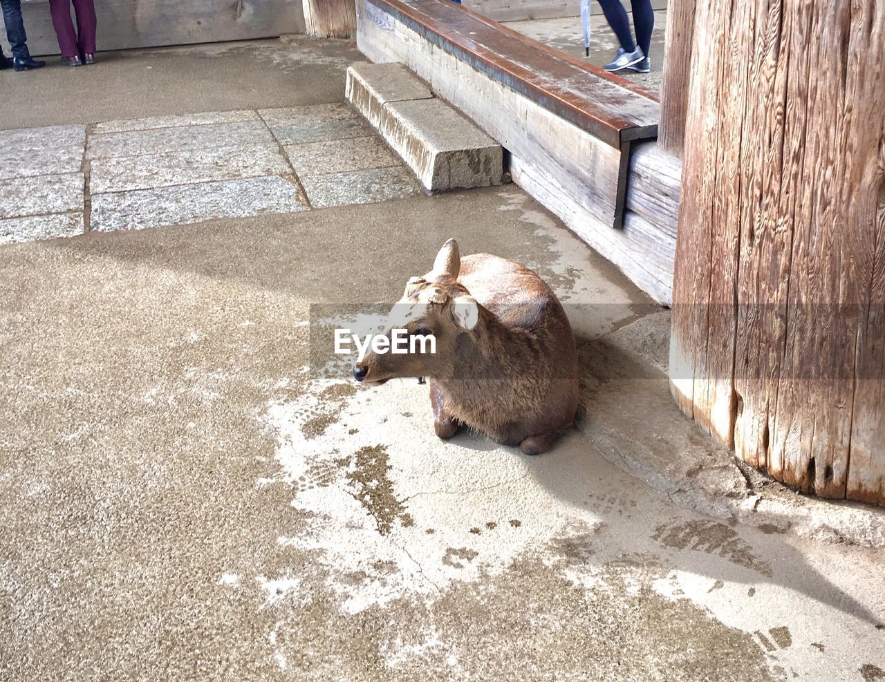 HIGH ANGLE VIEW OF A SHEEP ON THE WALL