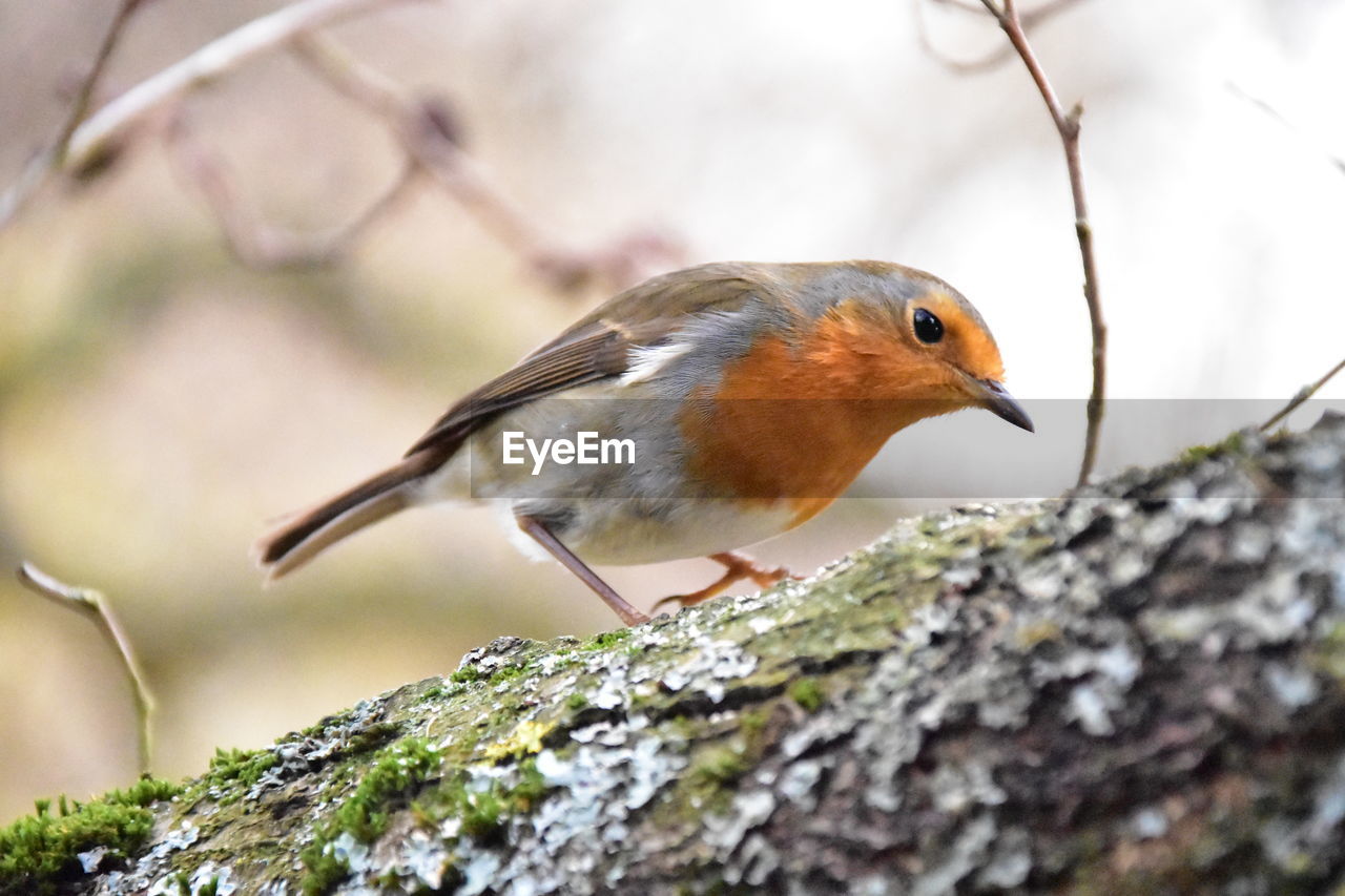 Close-up of bird perching on rock