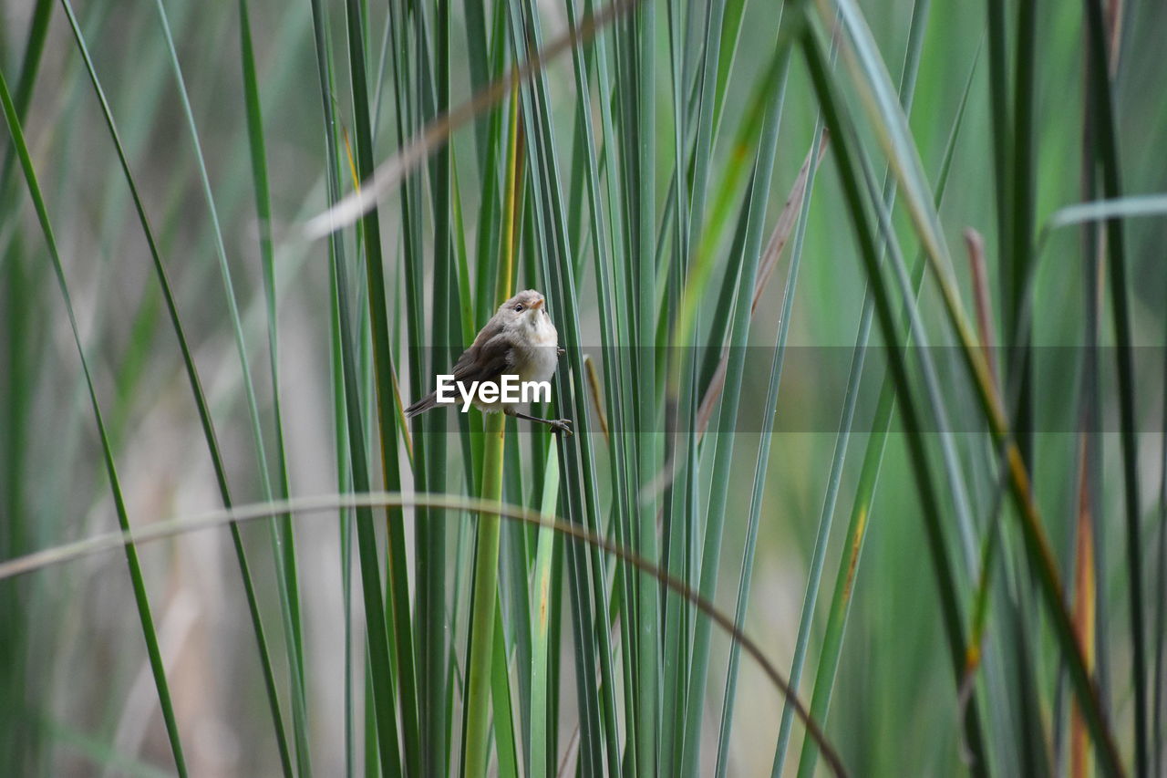 VIEW OF A BIRD PERCHING ON A PLANT