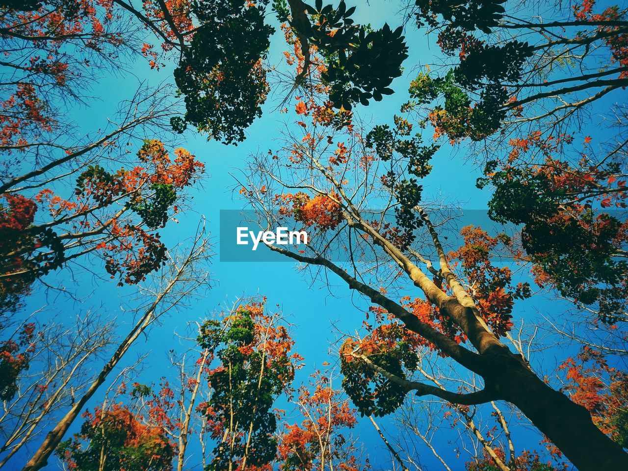 Low angle view of trees against blue sky