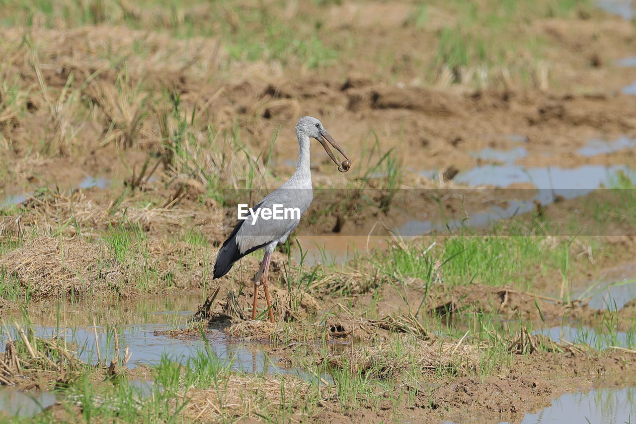 BIRD PERCHING ON GRASS