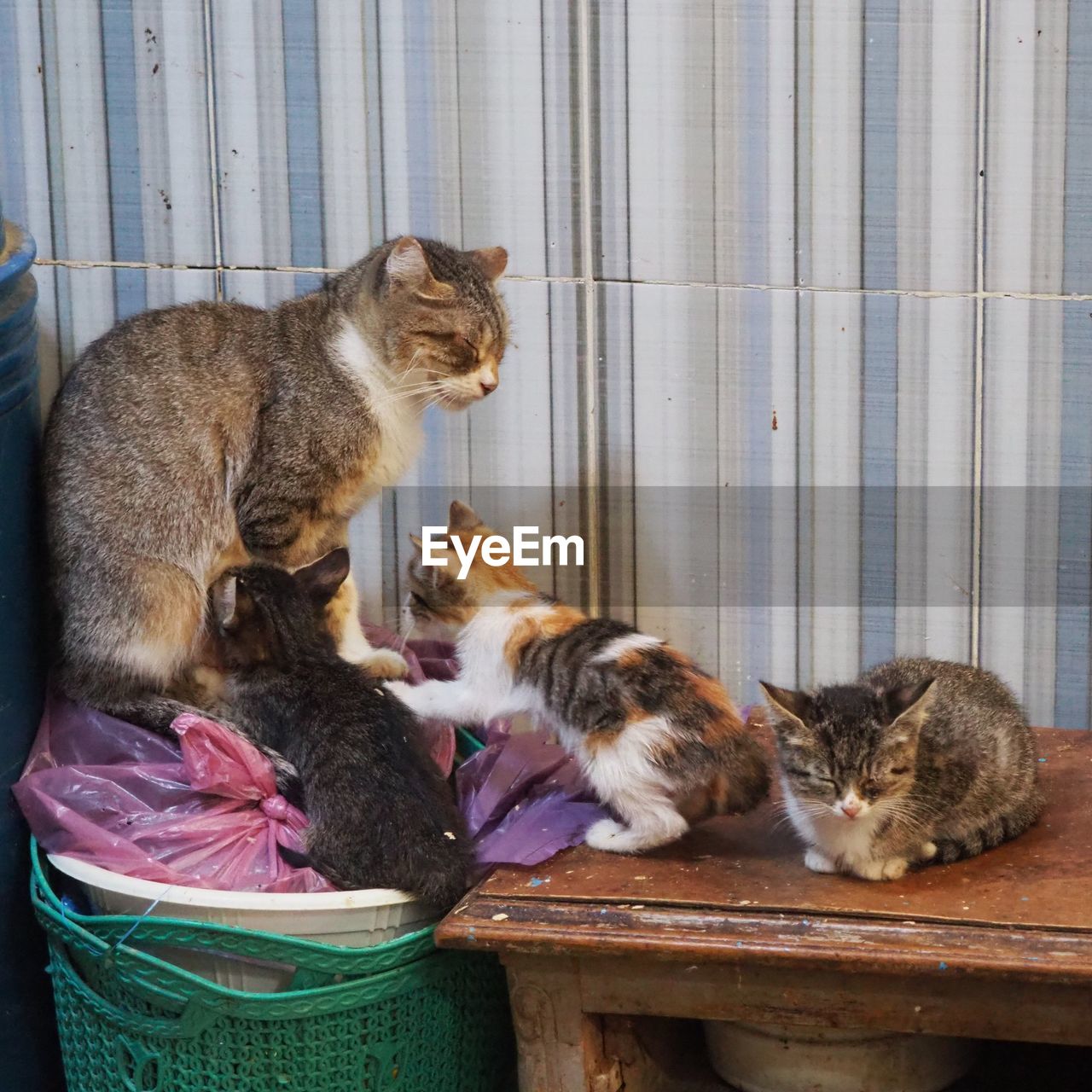 cat, animal, animal themes, mammal, pet, domestic animals, domestic cat, feline, group of animals, small to medium-sized cats, kitten, felidae, animal shelter, no people, container, two animals, indoors, sitting, whiskers, young animal, basket