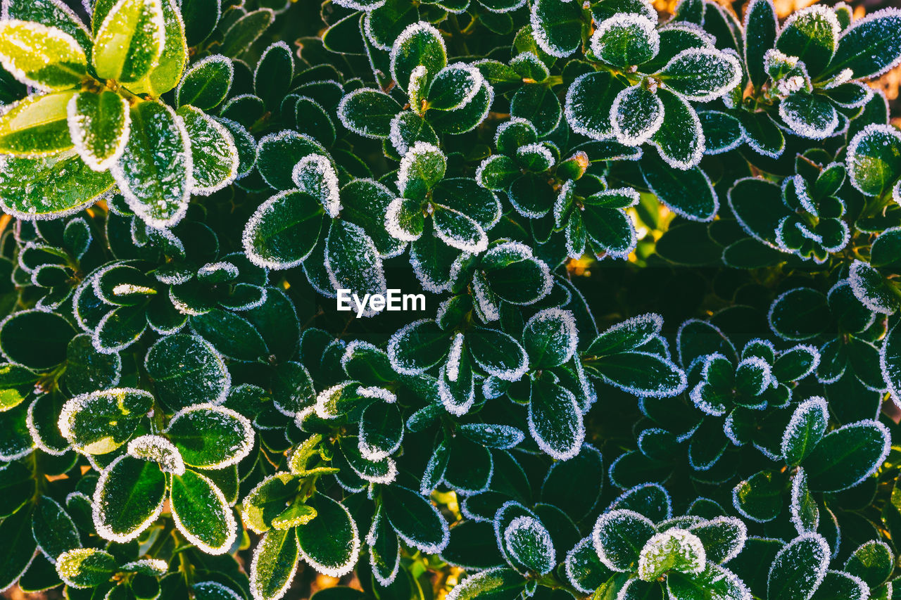 Boxwood branches with green leaves covered with frost top view close-up