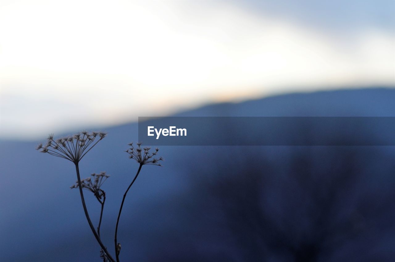 Close-up of wilted plant against sky