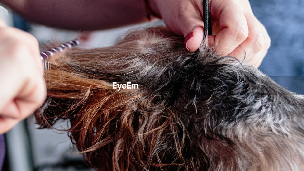 Dog grooming and getting professional service at pet salon by groomer