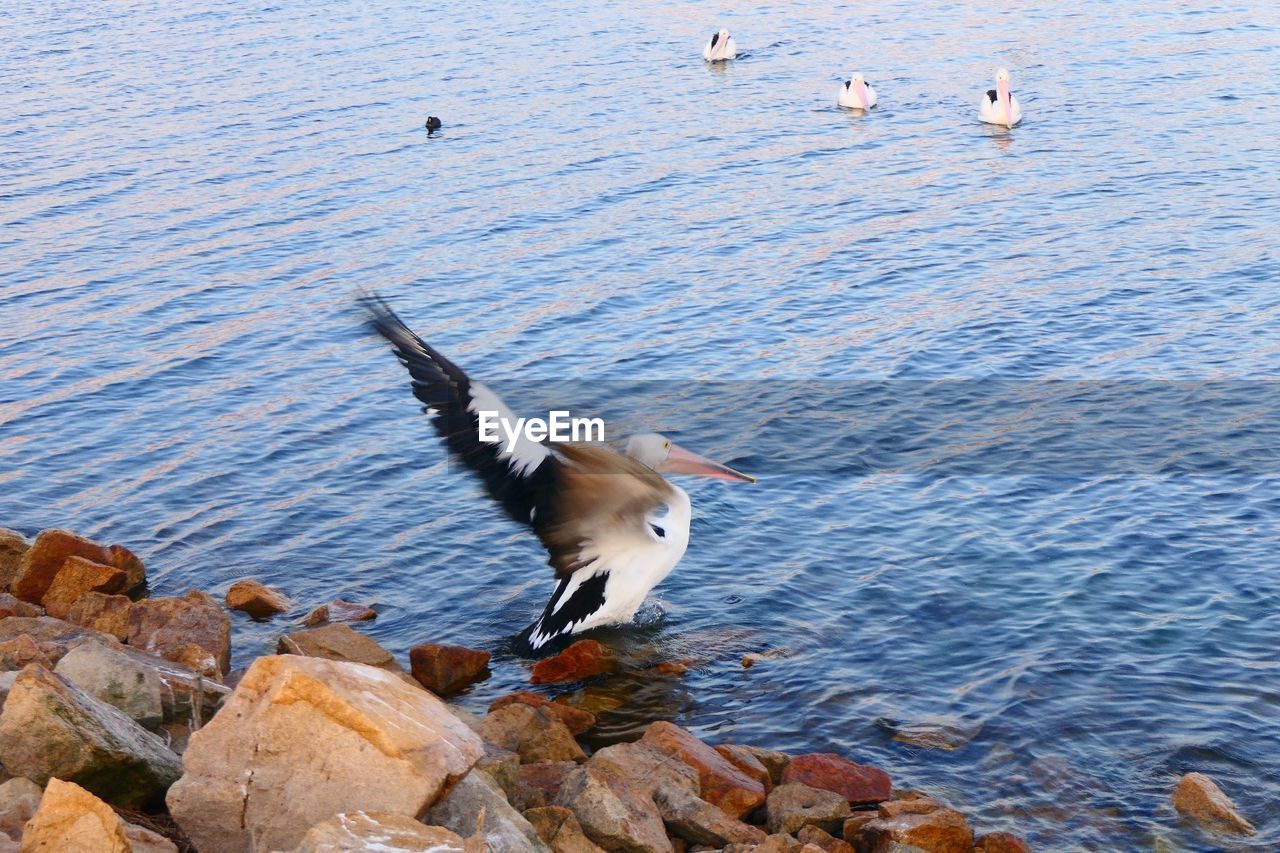 SEAGULL FLYING ABOVE SEA