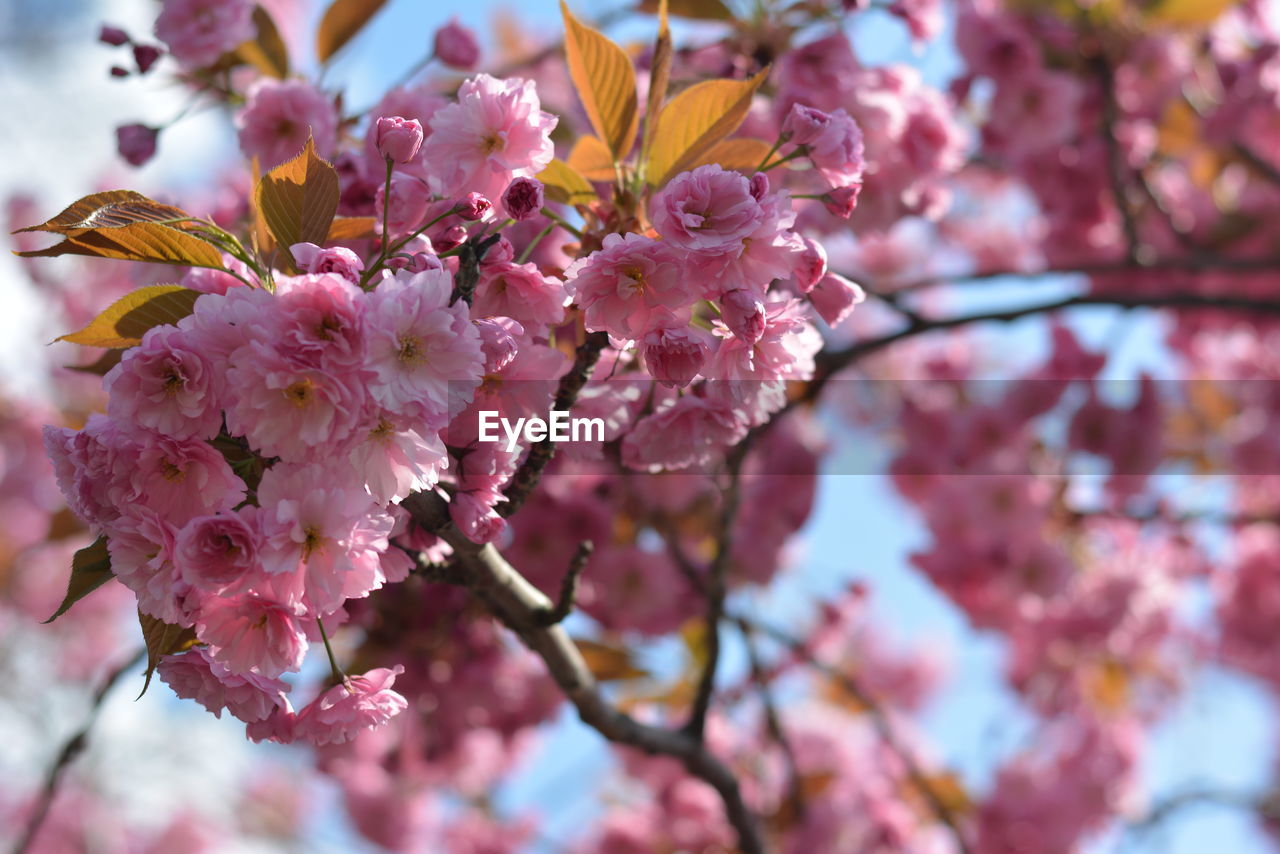 Close-up of pink flowers on branch