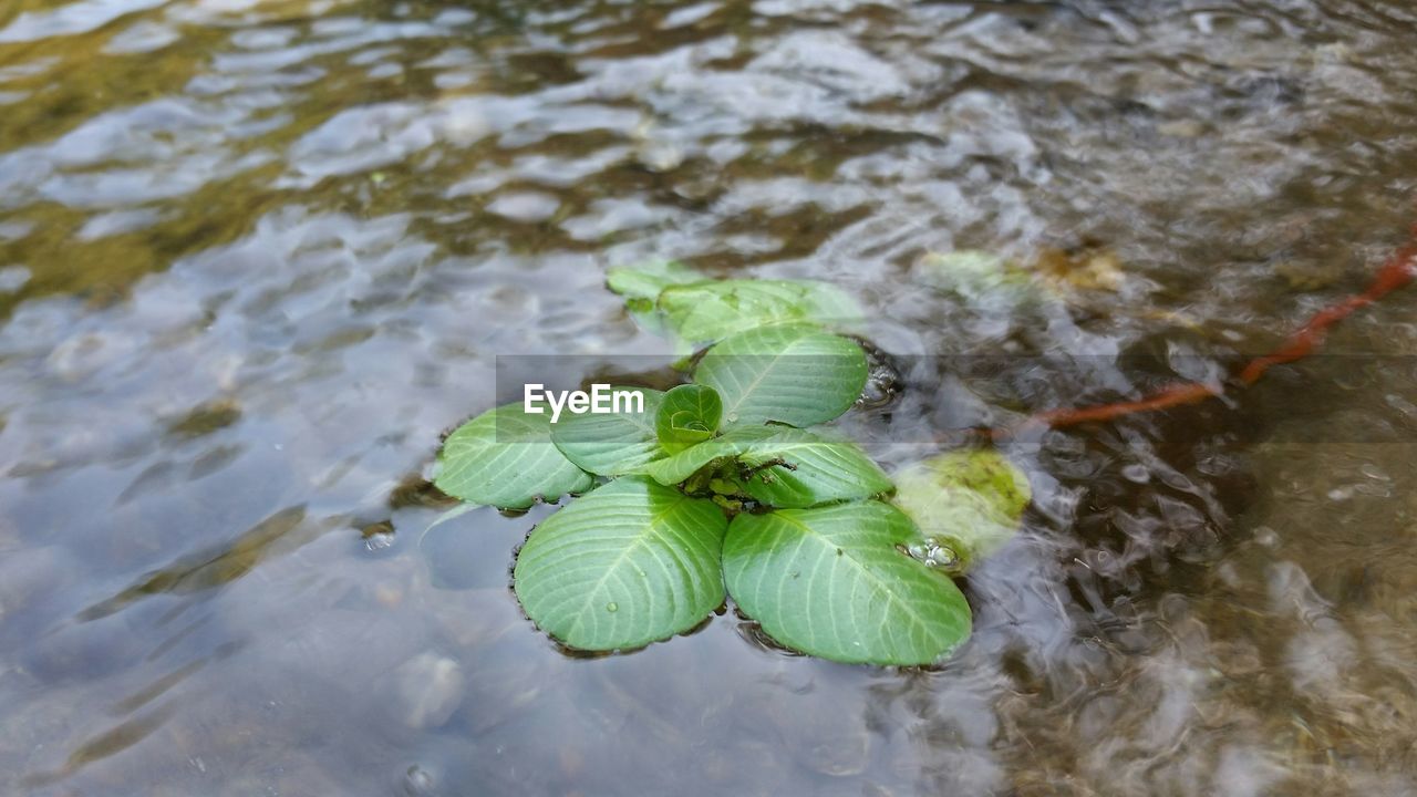 Plant floating in river