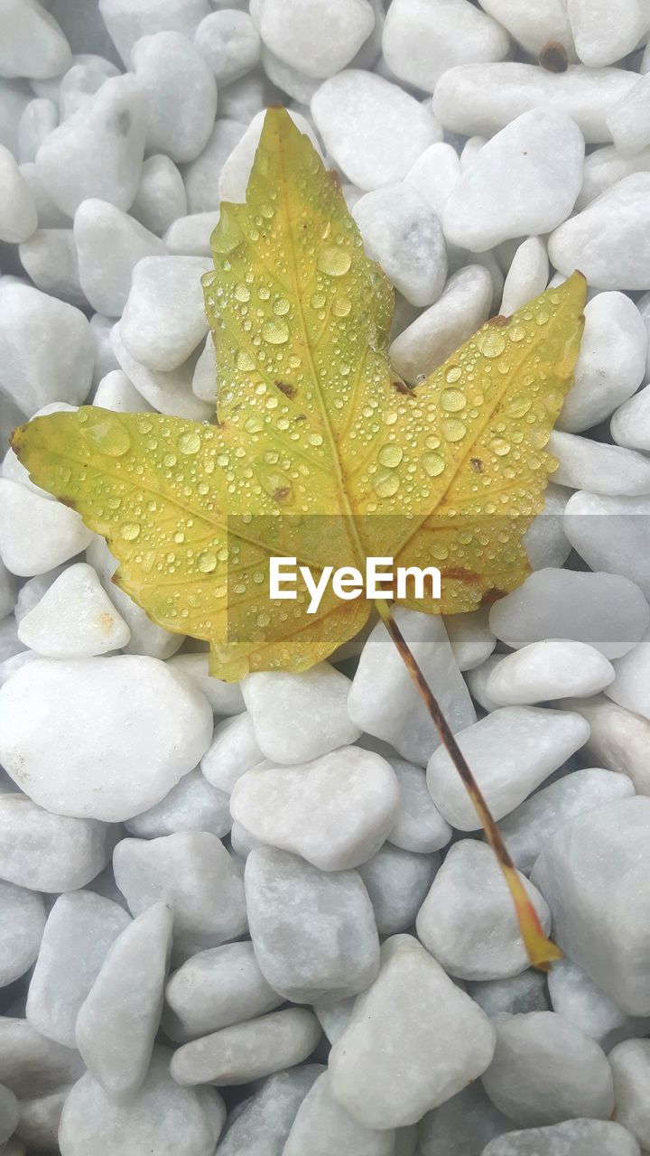 LEAVES ON WATER