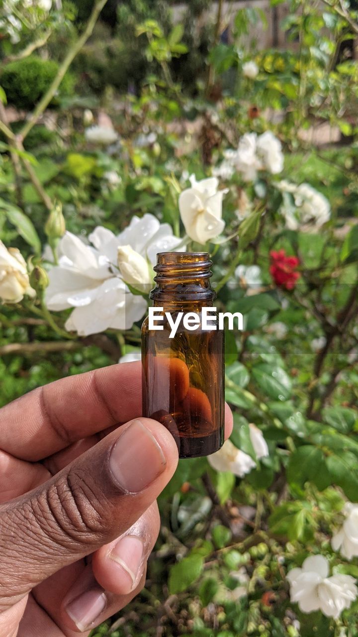 hand, plant, holding, one person, flower, nature, flowering plant, freshness, finger, food and drink, lifestyles, day, adult, beauty in nature, focus on foreground, outdoors, leaf, green, close-up, leisure activity, container, personal perspective, food, growth, bottle, drink, tree