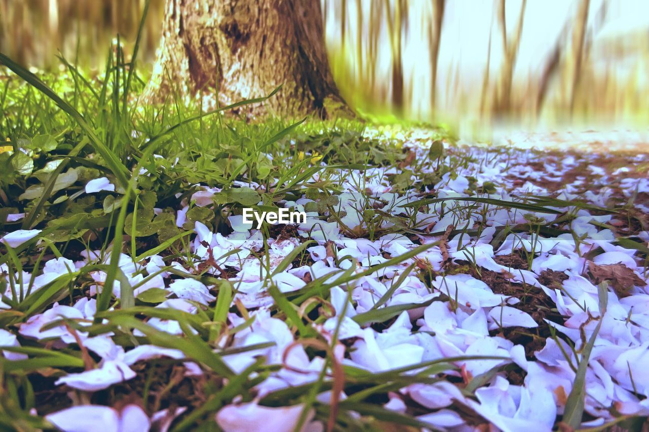 PURPLE FLOWERS BLOOMING IN PARK