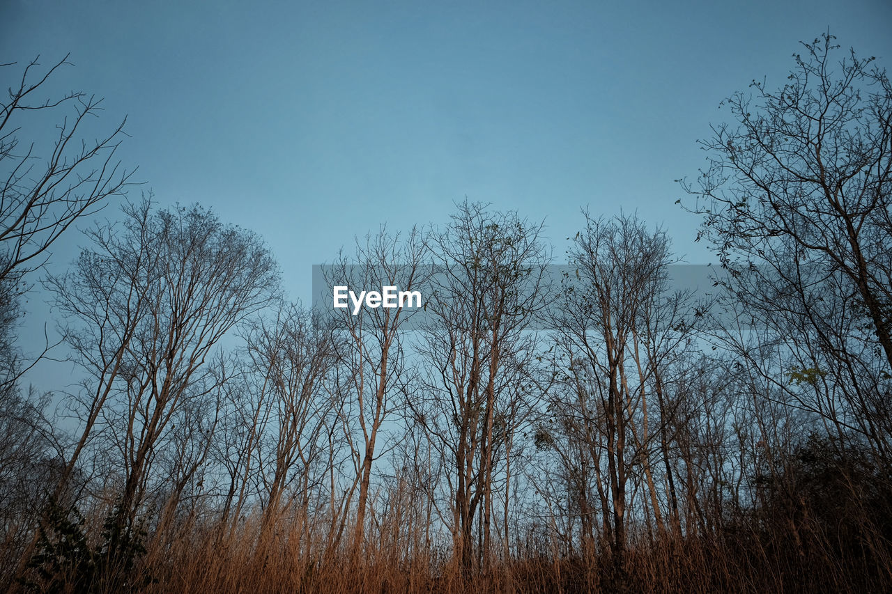 LOW ANGLE VIEW OF BARE TREES AGAINST SKY